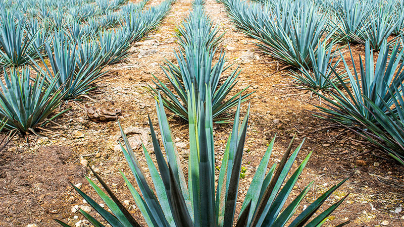 Mustache Plaid Portland Chambray